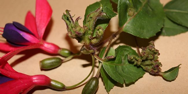 Comment lutter efficacement contre la galle du fuchsia ?