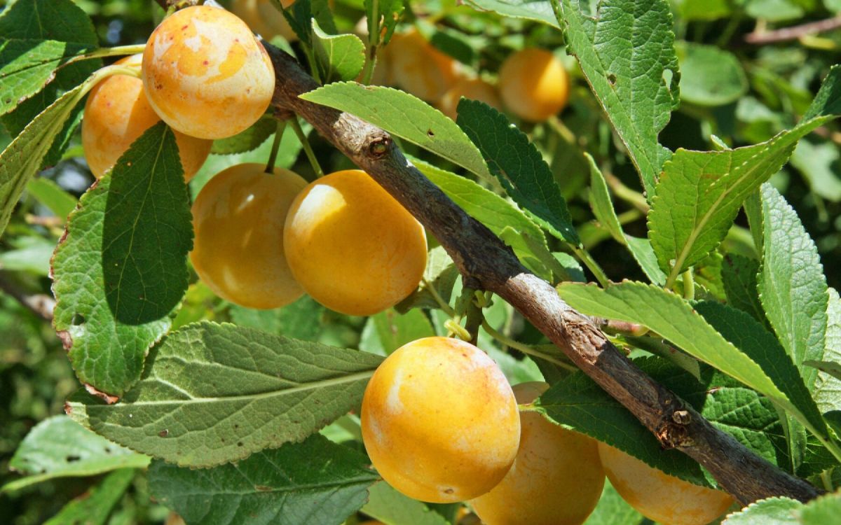 Les clés pour réussir votre mirabellier et savourer des fruits savoureux