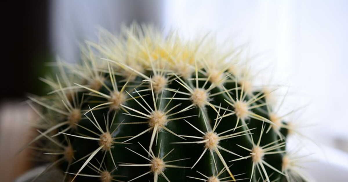 Bien s'occuper de ses cactus en hiver