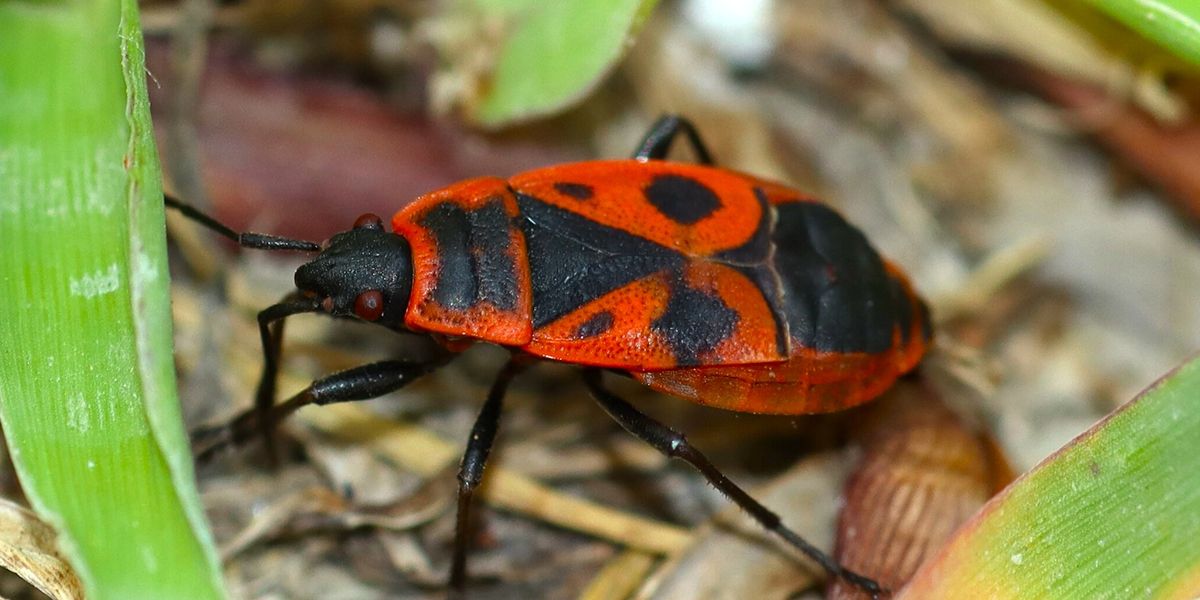 Découvrez l'importance du gendarme, ce héros méconnu de nos jardins