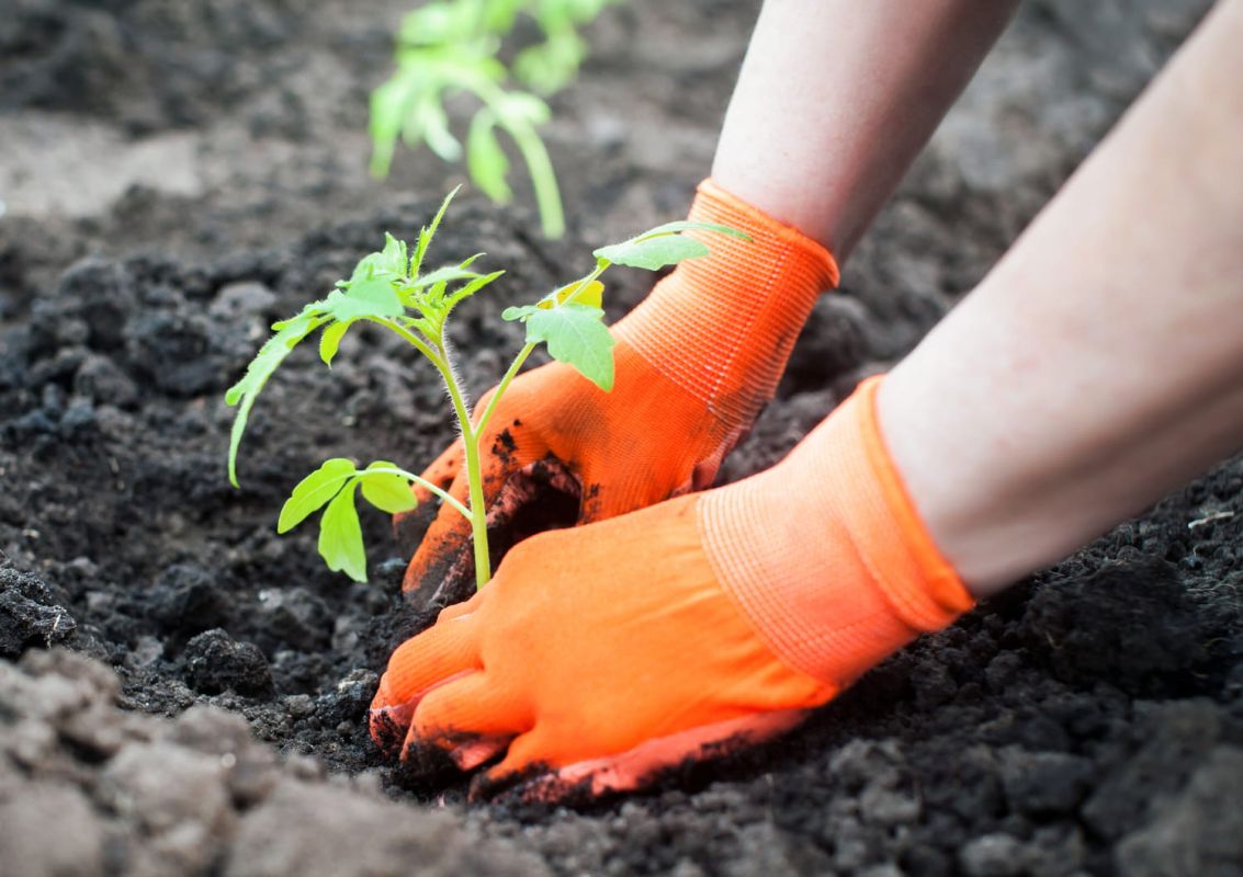 Les secrets d'une récolte de tomates réussie dans votre jardin
