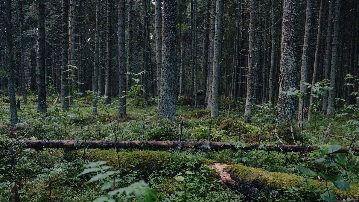 Un chasseur fait une découverte macabre en Normandie