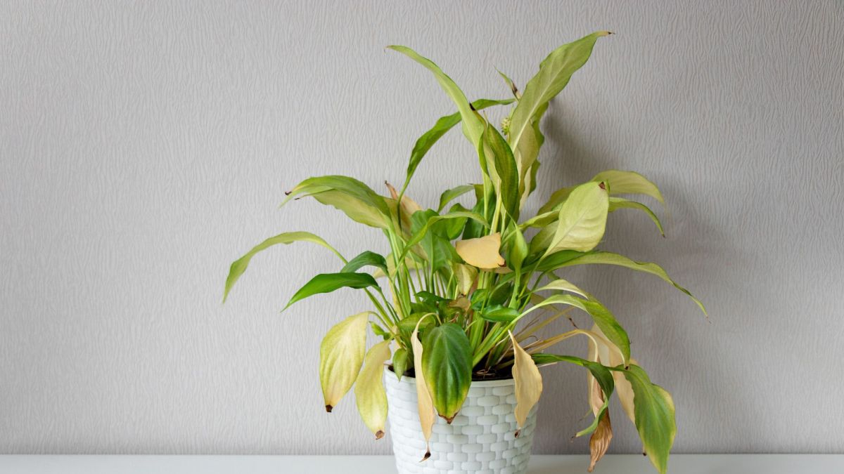 Ravivez vos plantes avec ces astuces pratiques après l'été