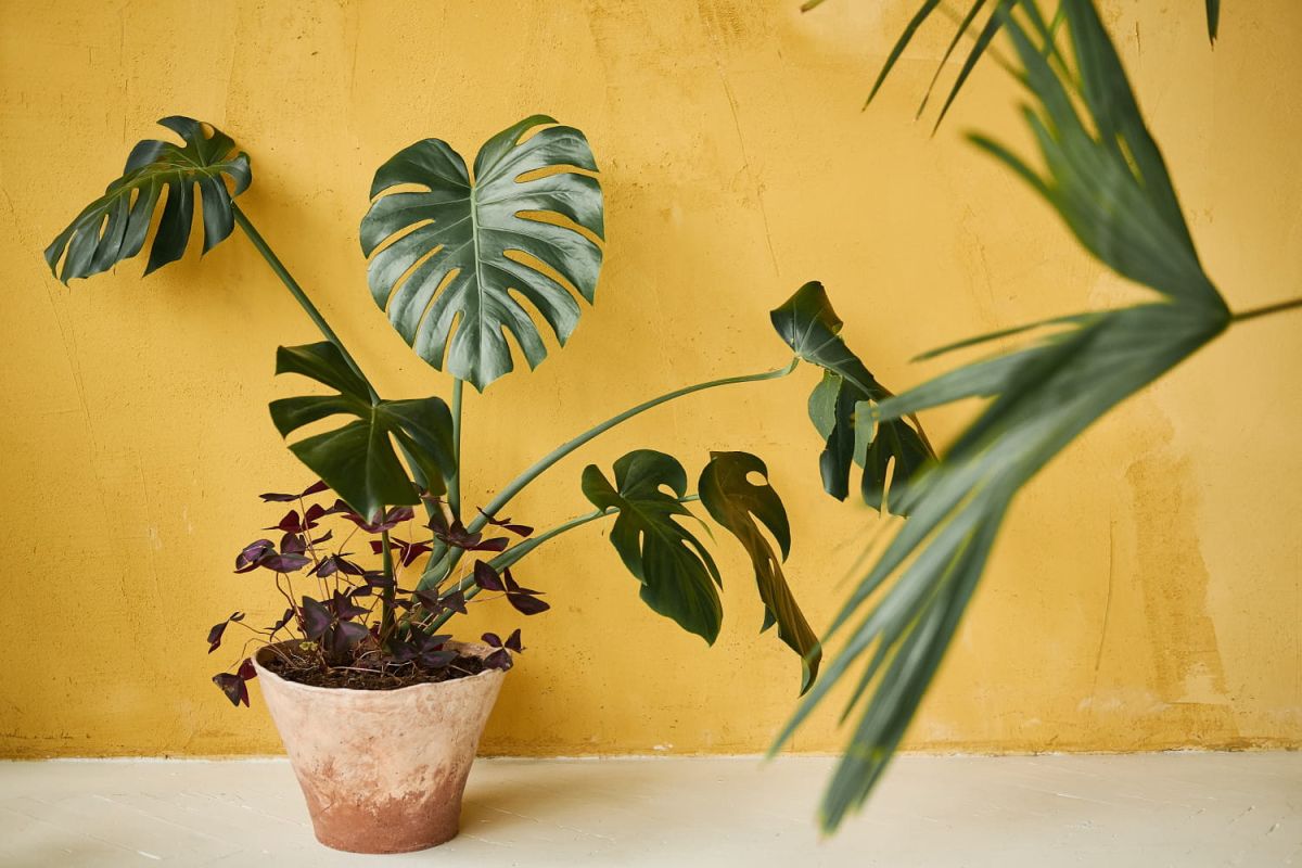 Comment bien entretenir votre monstera deliciosa