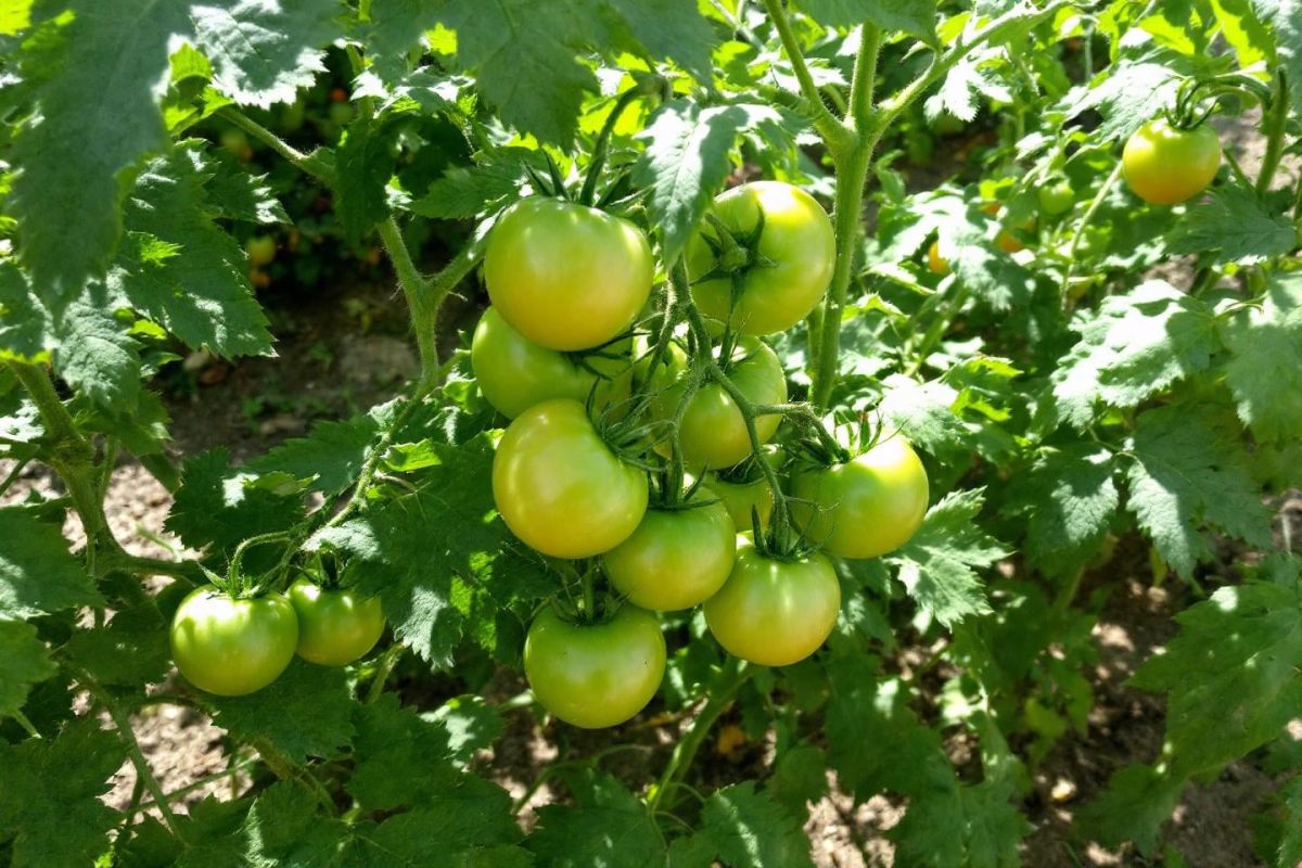 Les secrets des tomates : comment leur donner une couleur éclatante cet été