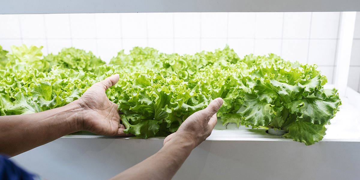 découverte de la culture hydroponique : révolution verte sans terre