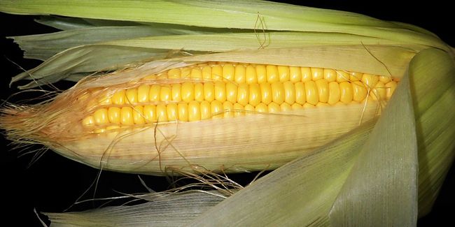 Découverte du maïs doux : une saveur sucrée pour vos salades