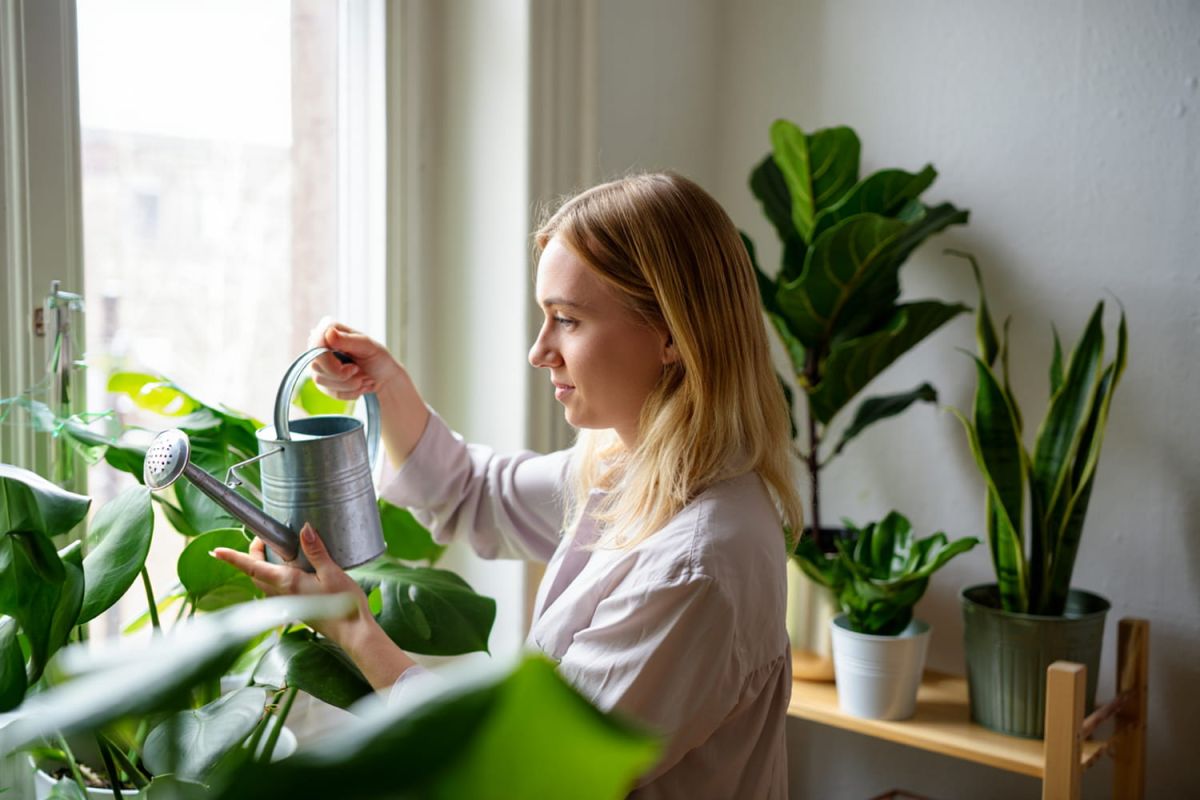 une plante rustique qui défie mon manque de talent de jardinage