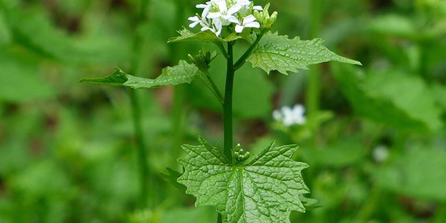 L'alliaire officinale : l'herbe qui réveille les papilles et soigne