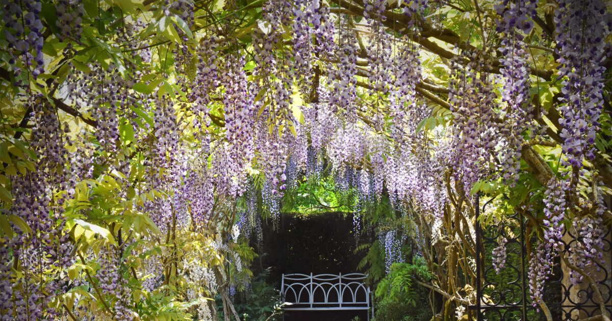 cinq plantes grimpantes odorantes pour embellir votre jardin