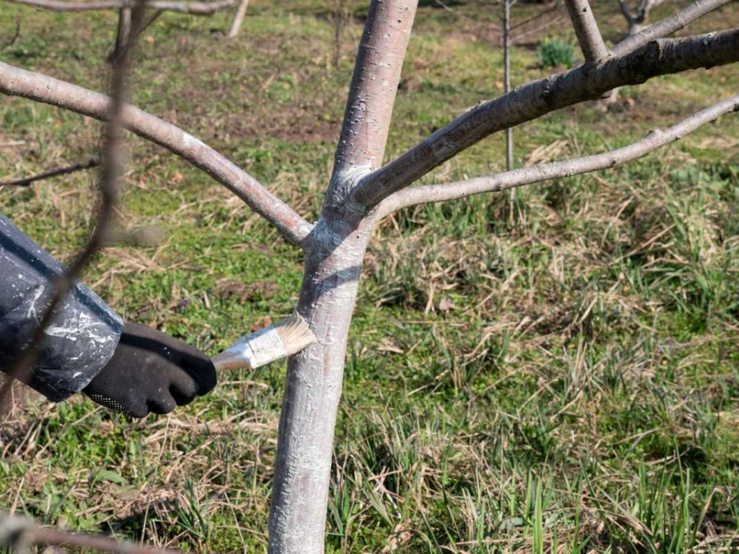 Optimiser son jardin avec la chaux vive : guide pratique