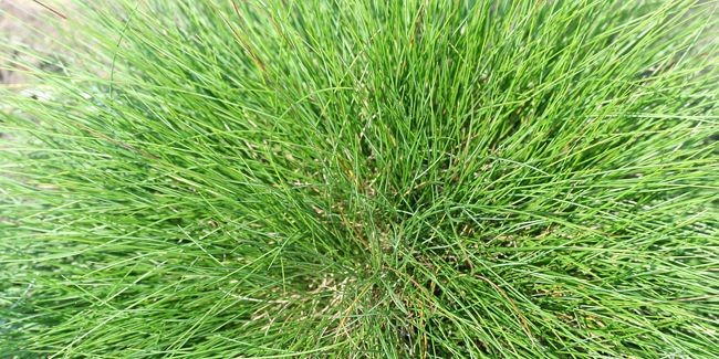 La fétuque : une graminée aux multiples facettes