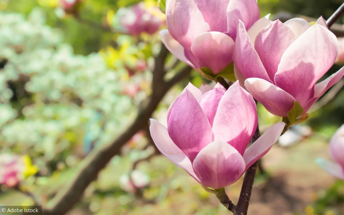 offrez à votre jardin une touche de magnolia