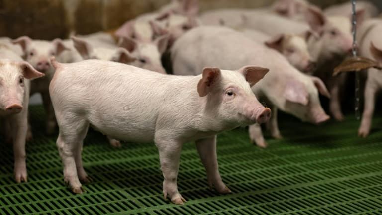 La maladie d'Aujeszky : un danger insoupçonné pour les chiens de chasse et les élevages porcins