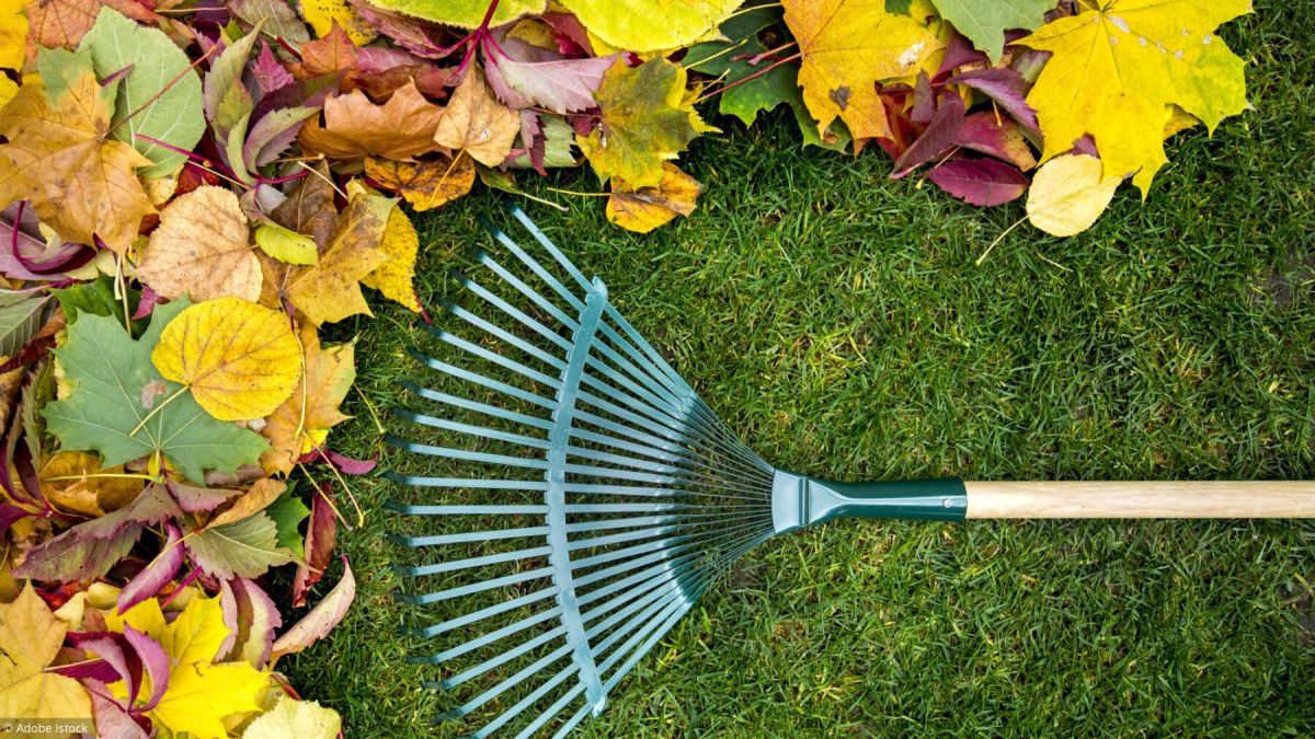 L'agenda des jardiniers : astuces et tâches à ne pas manquer en octobre