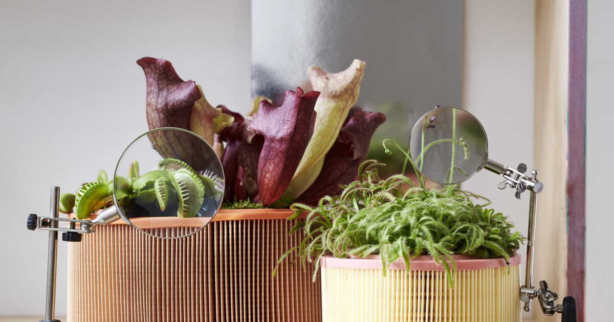 Secrets d'entretien pour vos plantes carnivores éblouissantes