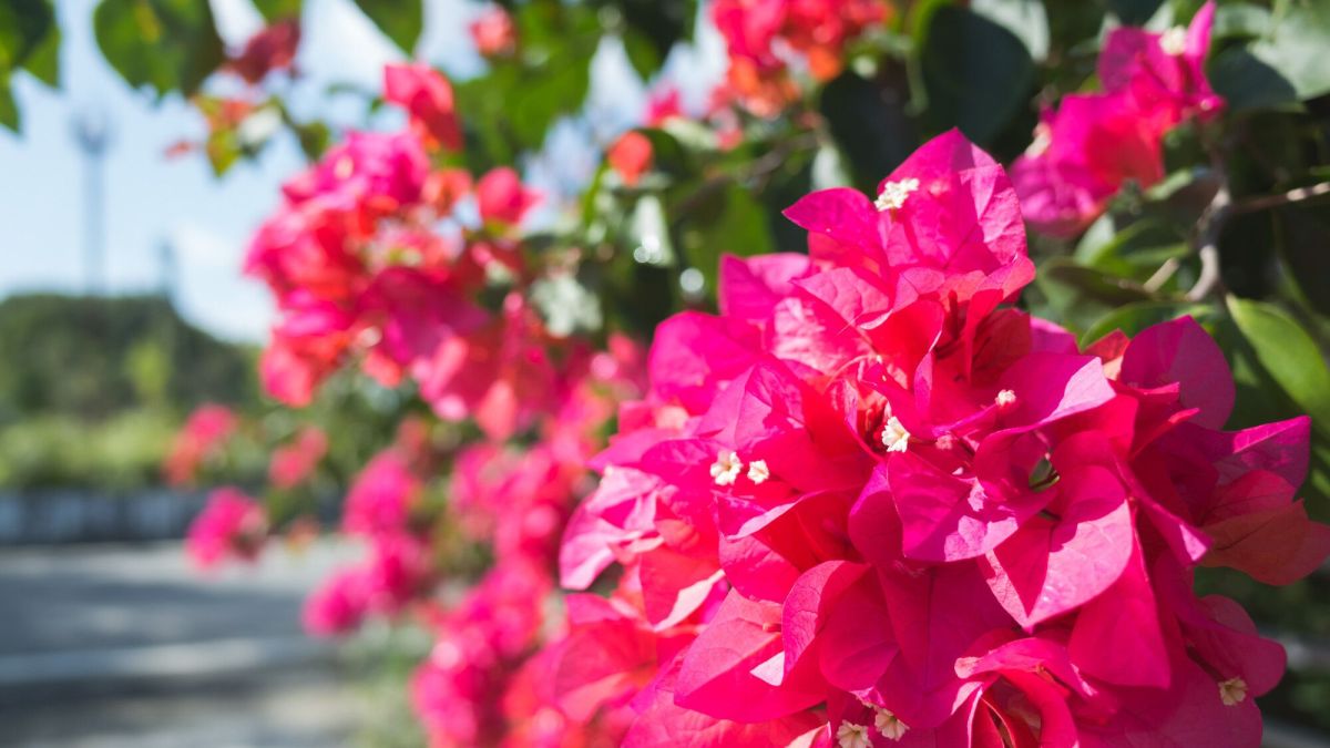 Jardin: Quand et comment votre bougainvillier pourrait refleurir?