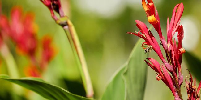 achira, le canna comestible aux racines nourricières