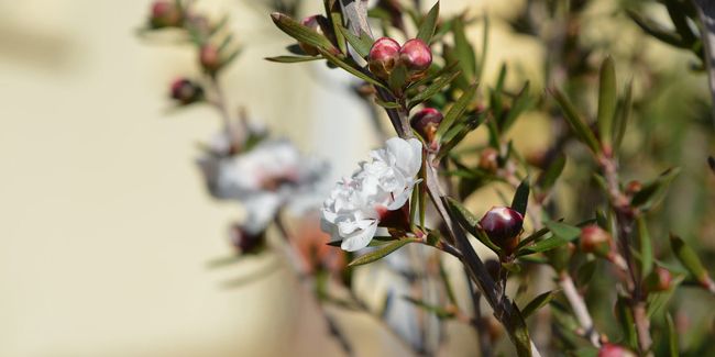 Myrte de Nouvelle-Zélande (Leptospermum scoparium) : l'arbre à thé fascinant