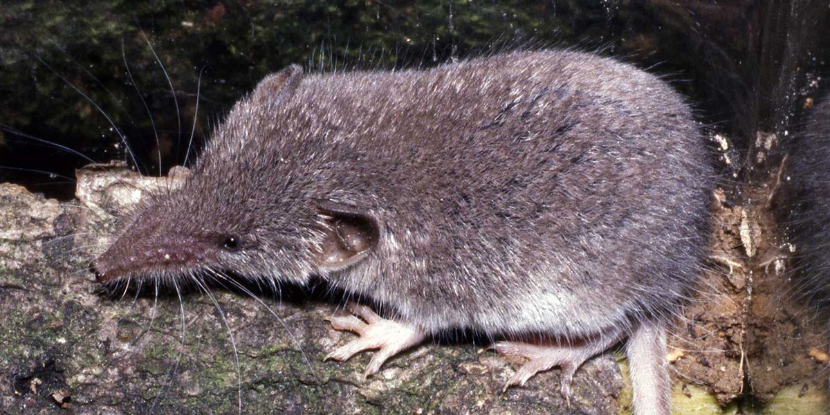 La musaraigne : l'insectivore insoupçonné et ami des jardins