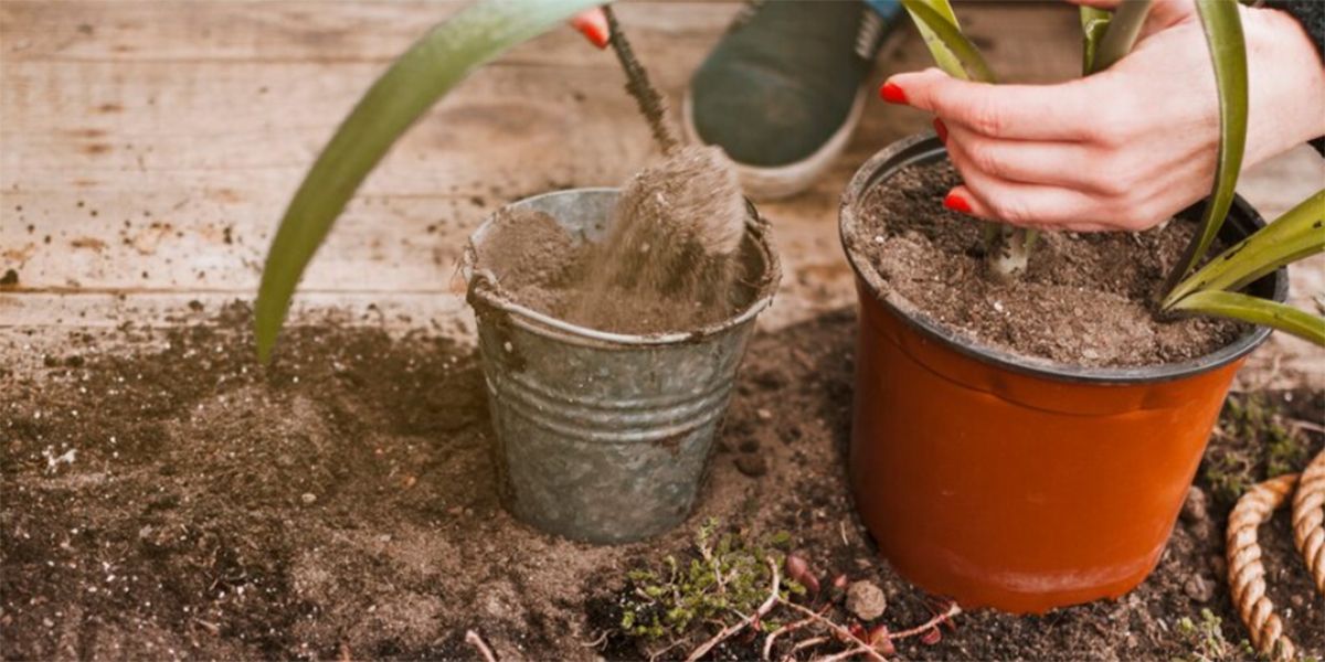 rempotage : que faire de la vieille terre sans la jeter ?