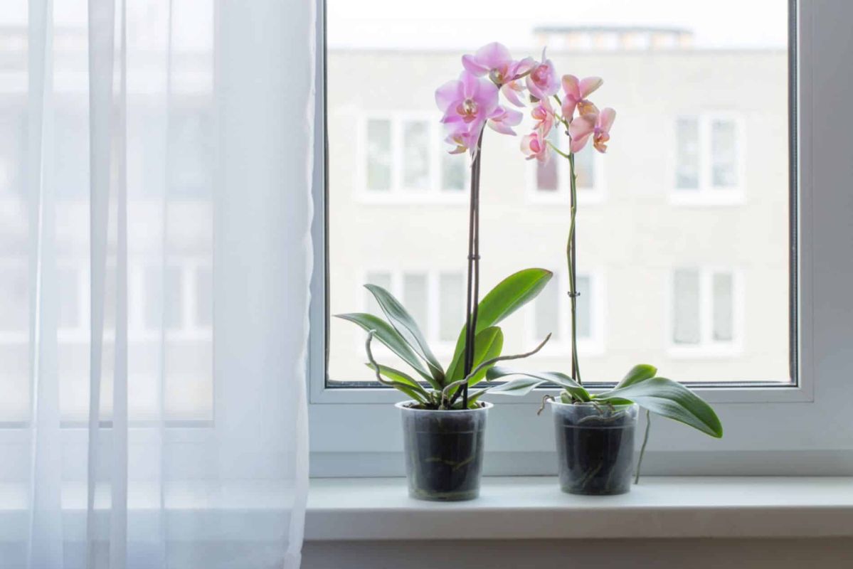 pots transparents pour orchidées : atout indispensable ou simple effet de mode ?