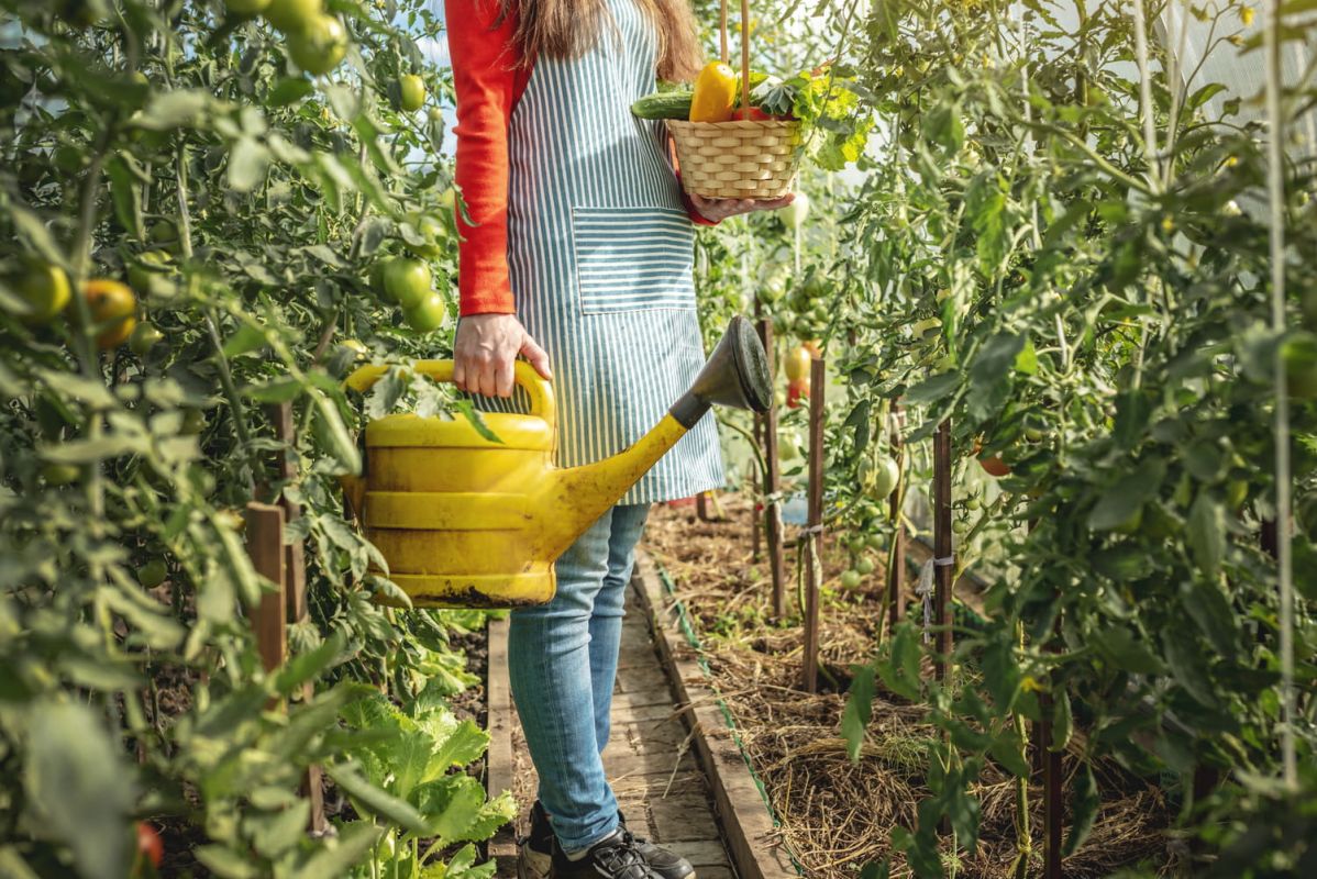 15 kg de légumes sans une goutte d'eau quotidienne : la méthode paillage d'une horticultrice