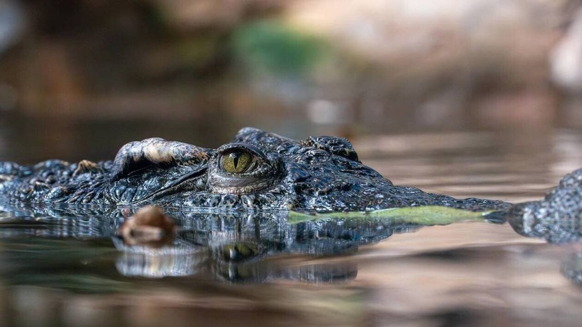 Fuir un troupeau d'éléphants pour rencontrer un crocodile