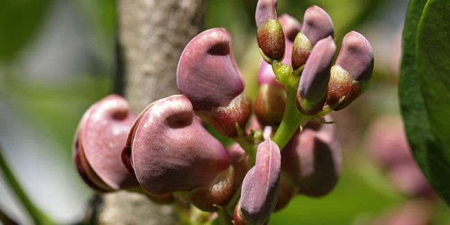 Glycine tubéreuse (Apios americana) : un trésor aux multiples facettes