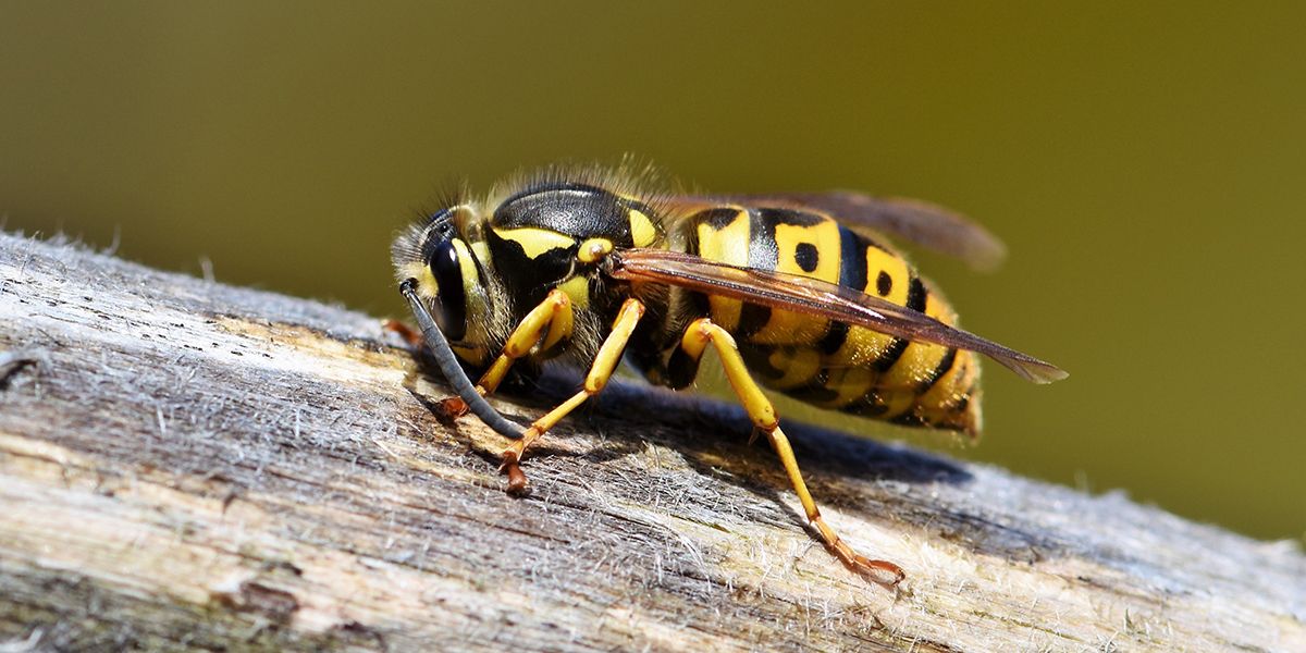 Des astuces simples pour créer un piège à guêpes redoutable