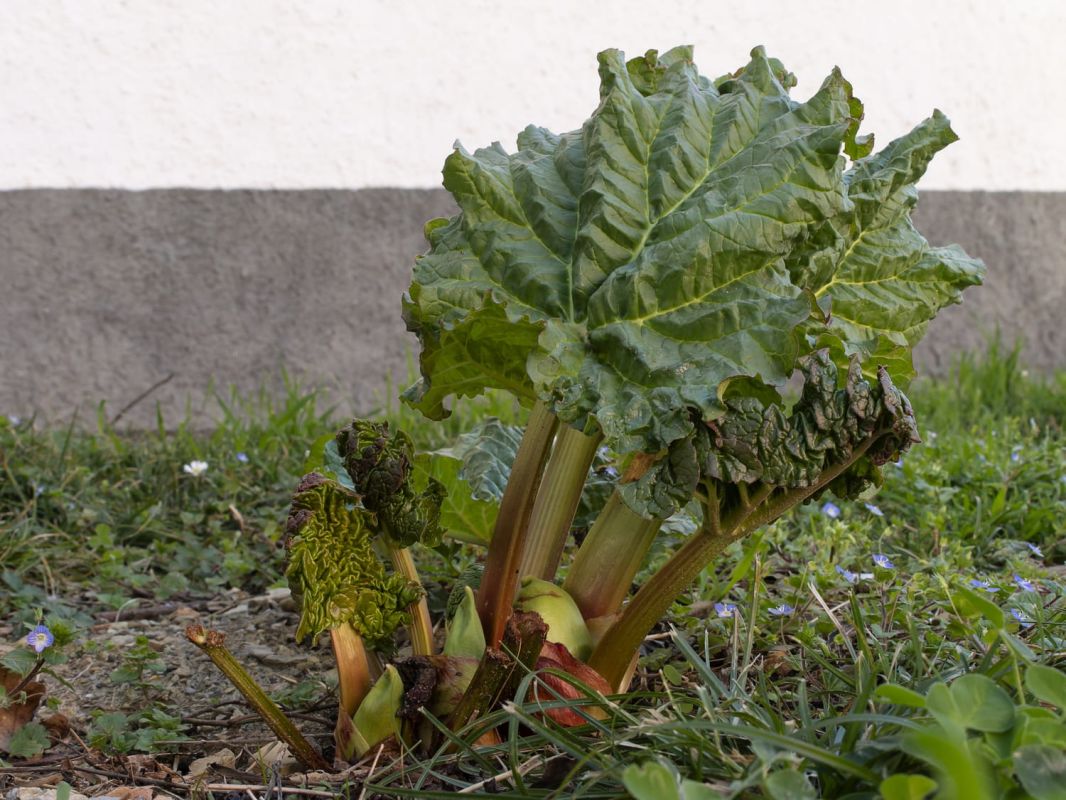Rhubarbe : secrets de culture et enjeux de toxicité