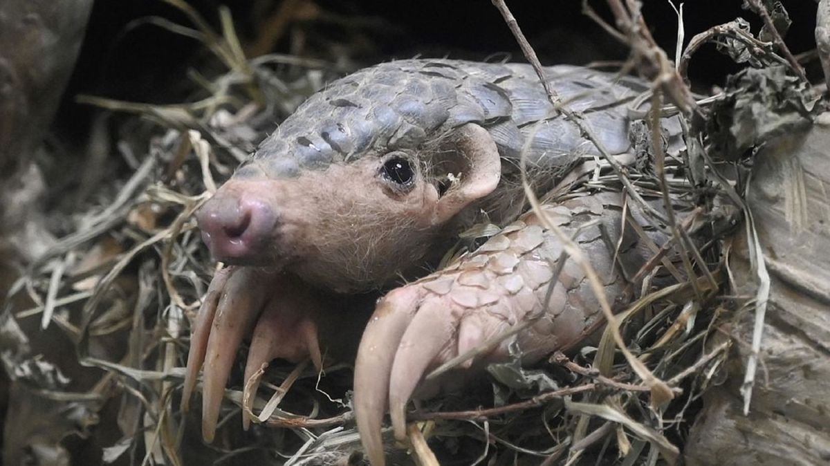 Le pangolin, symbole d'une crise écologique mondiale
