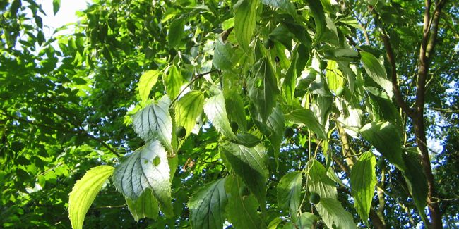 Micocoulier de Provence : un arbre emblématique du Sud