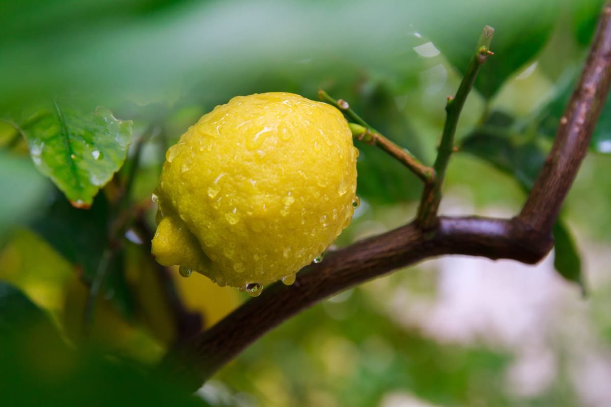 Comment prendre soin de votre citronnier : l'arrosage idéal