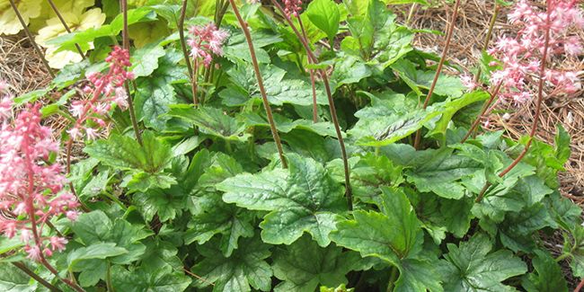 Heucherelle : l'hybride qui fait fleurir l'ombre