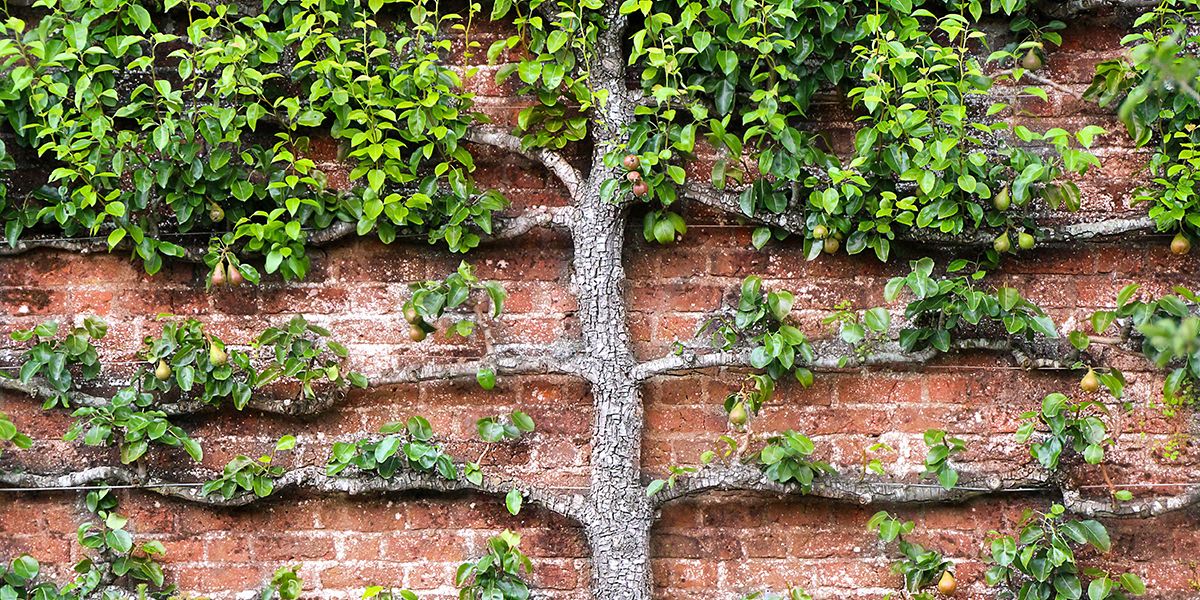 la magie des arbres fruitiers en espalier : un jardin à la verticale