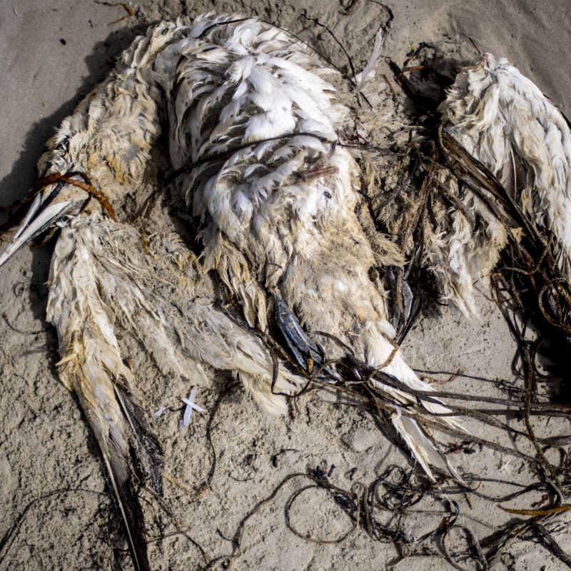 Tempêtes : pourquoi de nombreux oiseaux s'échouent sur les côtes atlantiques