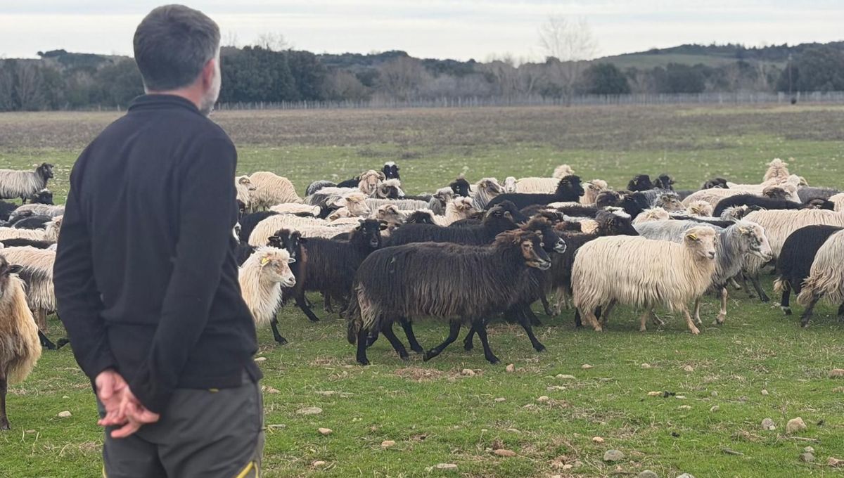 Les agriculteurs corses face aux défis du changement climatique
