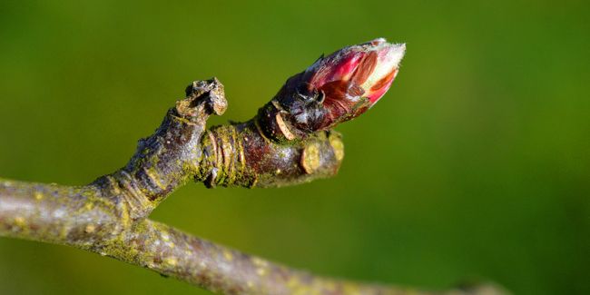 La gemmothérapie : l'utilisation des bourgeons pour se soigner