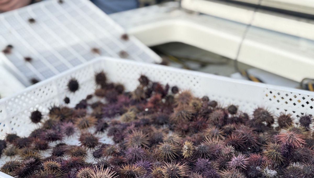 Un lâcher d'oursins juvéniles pour revitaliser la mer à Santa-Severa