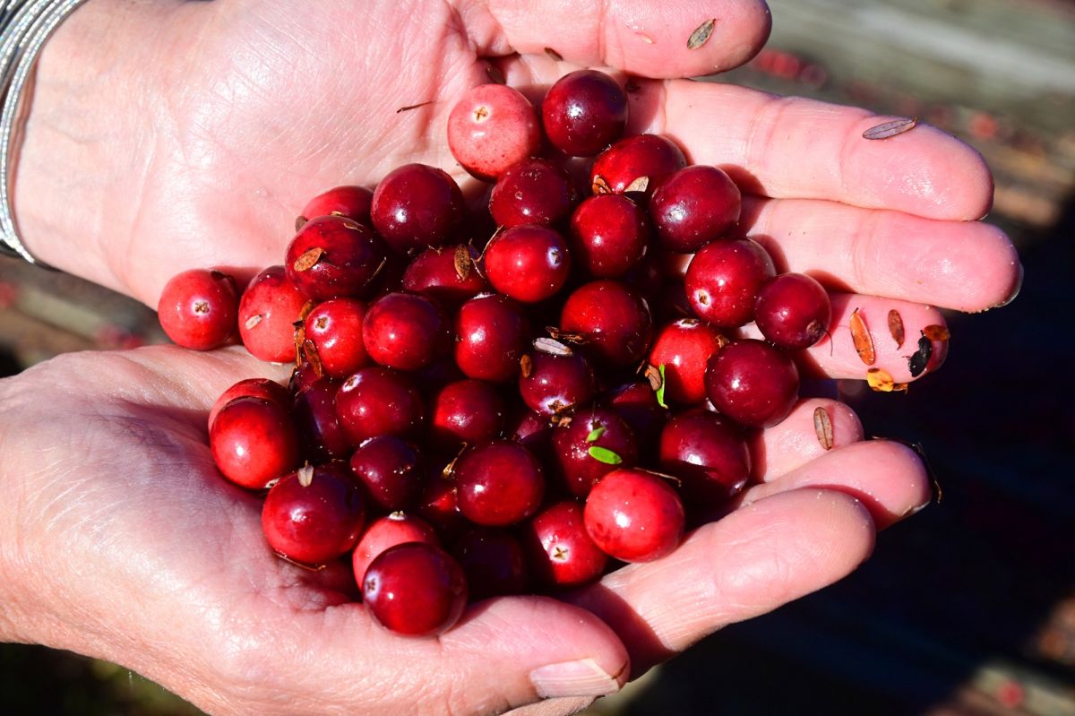 Le jus de cranberry : un remède efficace contre la cystite ?