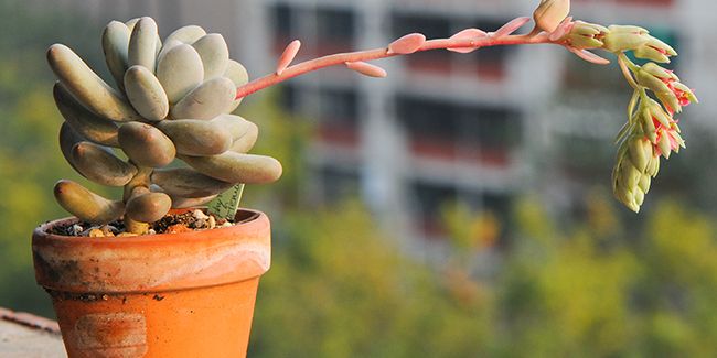 La plante dragée (Pachyphytum oviferum), succulente aux feuilles en dragées