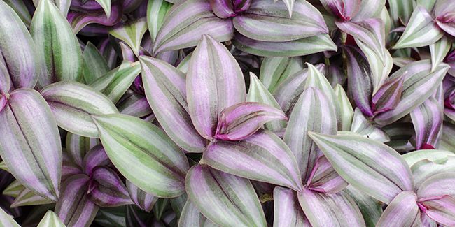 La misère, l'alliée idéale pour débuter en jardinage d'intérieur