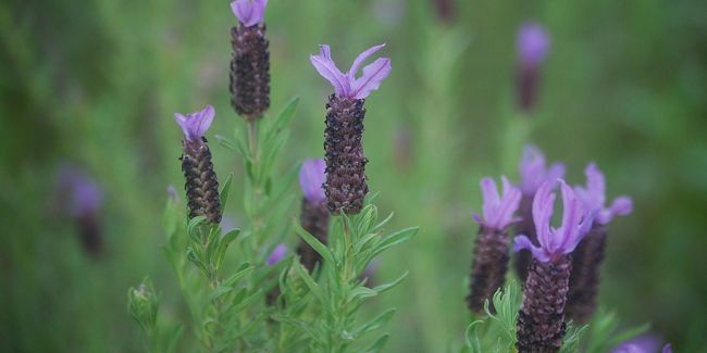 La lavande papillon, une étoile florale méditerranéenne