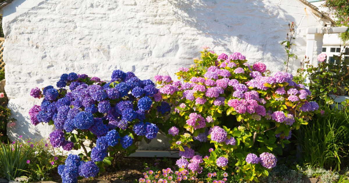 Hortensia grimpant : où, quand et comment le planter ?