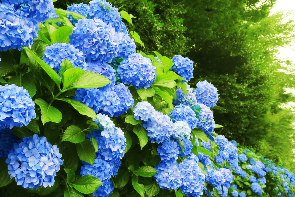 Découvrez nos secrets pour cultiver des hortensias bleus éclatants
