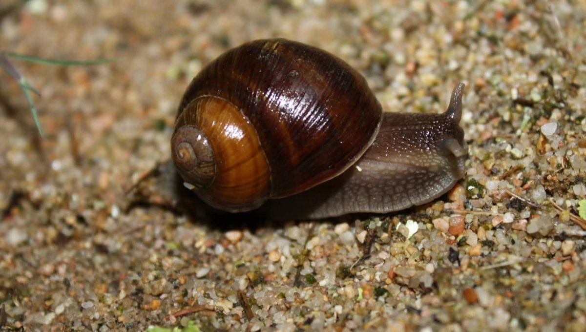 Des travaux ambitieux pour protéger l'Hélix de Corse, escargot endémique d'Ajaccio