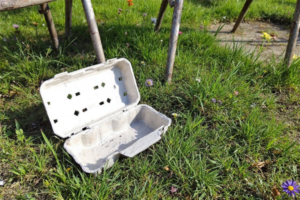 Redécouvrez la boîte à œufs : votre alliée anti-limaces