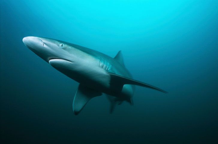 L'agence de l'alimentation interdit la consommation de requins