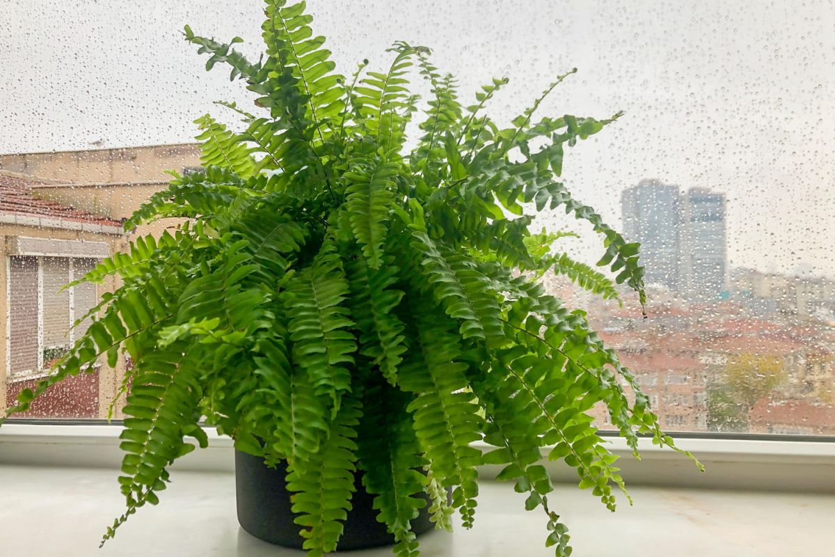 Cinq plantes pour un intérieur sain et sans humidité